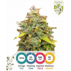 Sweet Tooth Seeds Automatic